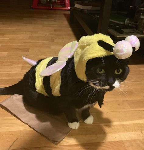 Cat In Bee Costume, Cute Bee Pictures, Bee Pfp, Cat Bee, Grumpy Cats, Bumble Bee Costume, Bee Pictures, Sphinx Cat, Bee Costume