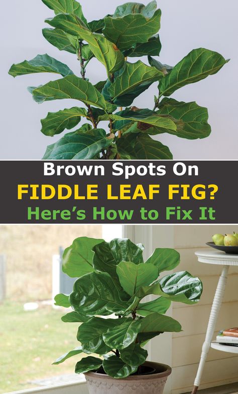 Large Fiddle Leaf Tree Living Room, Brown Spots On Fiddle Leaf Fig, Ficus Tree Indoor, Homemade Plant Food, Fiddle Fig Tree, Fiddle Leaf Tree, Large Indoor Plants, Fig Plant, Tree Planters