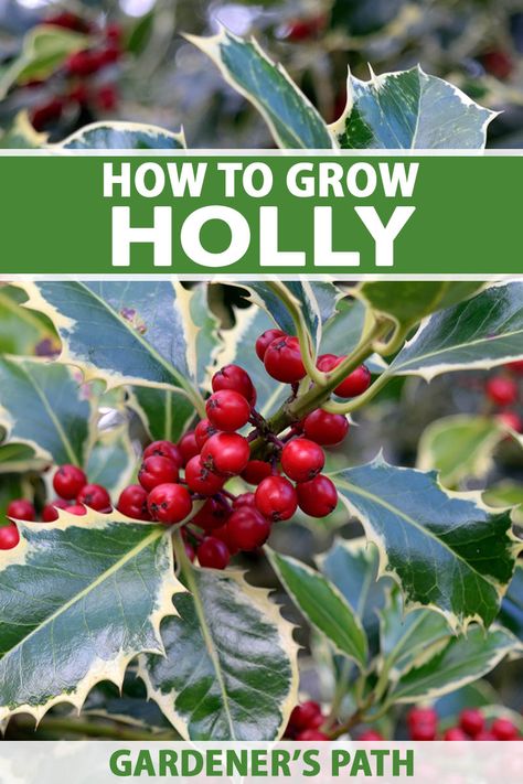 Inkberry Holly, Winterberry Holly, Holly Plant, Holly Bush, Holly Leaves And Berries, Broadleaf Evergreen, Vegetable Benefits, Zone 7, Landscaping Images