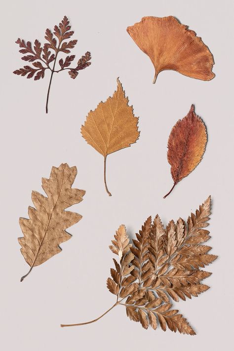 Leaves With White Background, Dry Leaves Aesthetic, Dried Leaves Art, Dried Flowers Aesthetic, Aesthetic Leaf, Leaves Collage, Aesthetic Leaves, Dry Leaf Art, Leaves Aesthetic