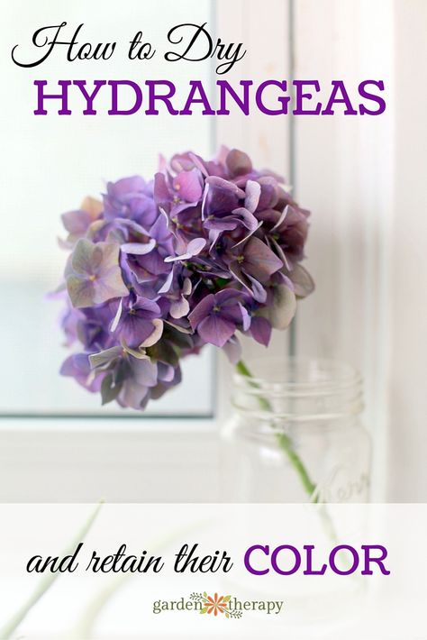 Planting Plants, Dried Flowers Diy, Preserved Hydrangea, Garden Therapy, Hydrangea Care, Dried Hydrangeas, Growing Hydrangeas, Hydrangea Garden, Hydrangea Flowers