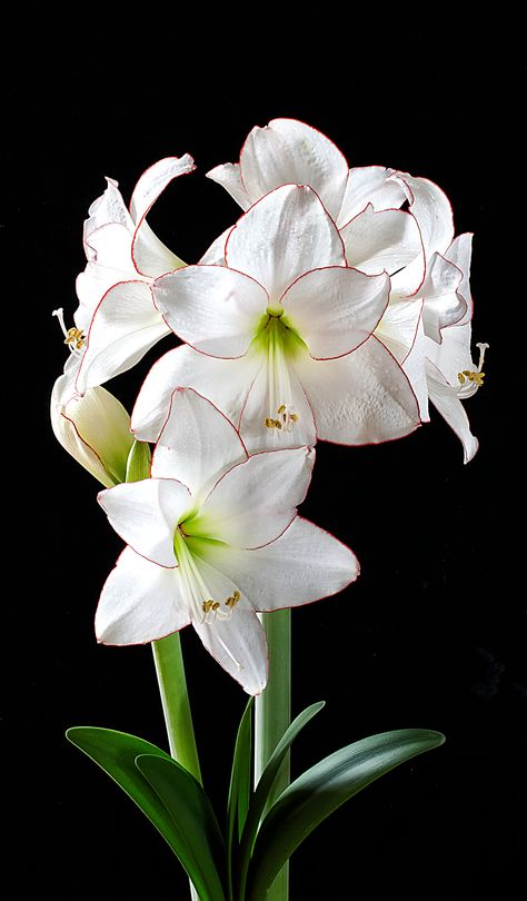 https://flic.kr/p/sdNtqy | Amaryllis Picotee Amaryllis Flowers, Amaryllis Bulbs, Tulips Flowers, Exotic Flowers, Beautiful Blooms, Flowers Nature, Flower Photos, Flower Pictures, Amazing Flowers