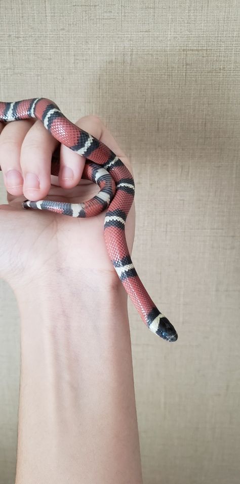 Albino Milk Snake, Milk Snake Morphs, Pet Claims, Peach Dress Short, Snake Spirit Animal, Clay Snake, Pet Snakes, Milk Snake, Dream Pet