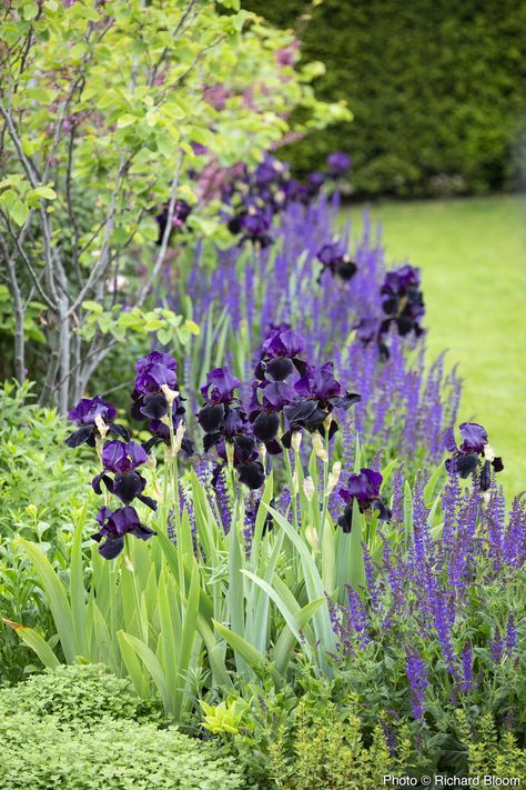 Landscaping With Hydrangeas, Garden River, Siberian Iris, Planting Design, Garden Vegetables, Fall Garden Vegetables, Gravel Garden, Recycled Garden, Purple Garden