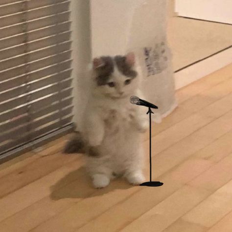 Cat On A Computer, Music Cat Pfp, Microphone Reaction Pic, Cat Pointing At You, Cat With Microphone, Singing Reaction, Standing Cat Pfp, Smol Cat, Cat Drawing Cute