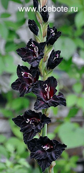 Gladiolus 'Ebony Beauty'                                                                                                                                                                                 More Gothic Flowers, Goth Garden, Gladiolus Flower, Gothic Garden, Gladioli, Midnight Garden, Black Garden, Dark Flowers, Moon Garden