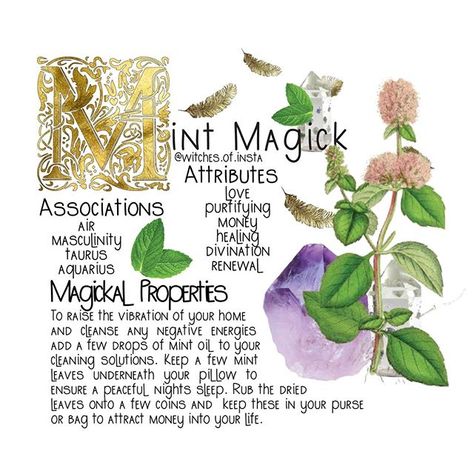 Dried Lemon Balm, Lemon Balm Plant, Tea With Lemon, Modern Day Witch, Magickal Herbs, Taurus And Aquarius, Witch Herbs, Witchcraft Spells, Plant Magic