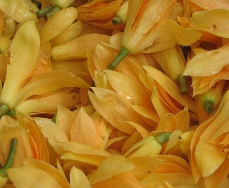 Champa - a very fragrant flower being sold in the old flower market in Dadar. Champa is native to Indonesia, India and other neighbouring a... Chafa Flower, Frangi Pani Flower, Chembakam Flower, Champaka Flower, Comment Replies, Champaner Pavagadh, Nag Champa Incense Meaning, Champa Flower, Beige Roses