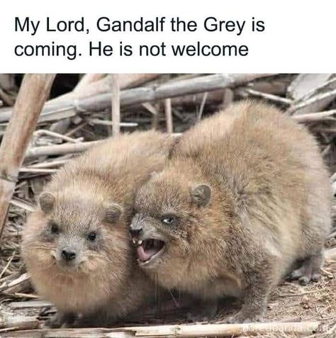 Earth Memes, Lotr Funny, Gandalf The Grey, Into The West, My Lord, Movie Memes, Food And Recipes, Jrr Tolkien, Gandalf