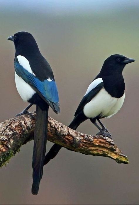 Eurasian Magpie, Magpie Art, Regard Animal, Bird Identification, Bird Carving, Goldfinch, Backyard Birds, Bird Pictures, Pretty Birds