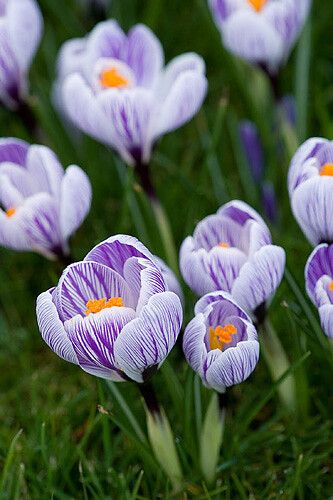 41278 | Pettifers garden, oxfordshire: Crocus vernus pickwic… | Flickr Front Lawn, Spring Beauty, Mother Nature, Flower Power, Flower Garden, Lawn, Plants, Flowers, Nature