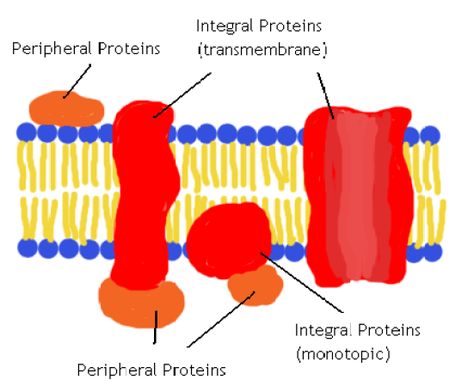 Difference Between Integral and Peripheral Proteins | Definition, Structure, Function Lipid Bilayer, Gap Junction, Electron Transport Chain, Plasma Membrane, Do Not Enter, Cell Biology, Cell Membrane, What Is The Difference Between, Biotechnology