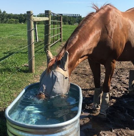 Horse Drinking Water, Horse Water Trough, Farm Vibes, France Countryside, Equine Facility, Horse Hacks, Common Goldfish, Cow Pen, Horse Trough