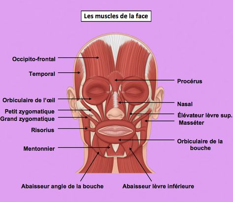 Voici les muscles de la face représentés sur le schéma Hair Salon Pictures, Facial Anatomy, Online Stock Trading, Salon Pictures, Professional Skin Care Products, Face Yoga, La Face, Human Anatomy, Nom Nom