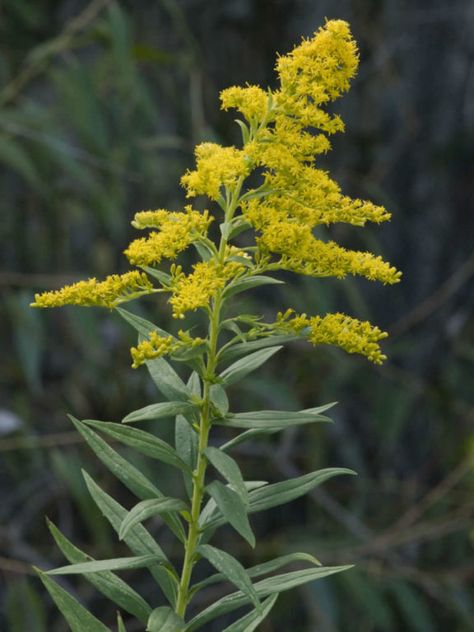 Solidago altissima is a perennial wildlfower up to 6.7 feet (2 m) tall, with fine hairs on the stem... #solidago #plantopedia #FloweringPlant #flowers #FloweringPlants #plant #plants #flower #blooming #FlowersLover #FlowersLovers #FlowerGarden #WorldOfFlowers #WorldOfFloweringPlants #nature Solidago Flower, Goldenrod Flower, Plant Bugs, Flower Identification, Medicinal Herbs Garden, Wildflower Tattoo, Family Drama, All About Plants, Medicinal Herbs