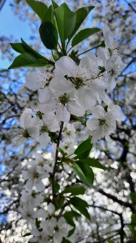 Sour Cherry (Prunus cerasus) stock images Prunus Cerasus, Sour Cherry Tree, Cherry Flowers, Flowers In Bloom, Flowering Tree, Tree Flowers, White Petals, Sour Cherry, Cherry Tree