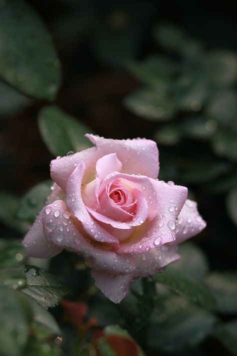 Dewdrop Flower, Nature Photography Flowers, Nature Background Images, Photography Flowers, Light Pink Rose, Rose Pictures, Beauty Wallpaper, Close Up Photography, Dew Drops