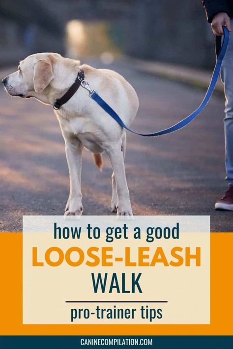 If your dog pulls you around everywhere, you have to read this! Learn how to stop your dog from pulling on leash and get a lovely loose-leash walk that will make your dog walking much more enjoyable! Dog Leash Pulling, Therapy Dog Training, Loose Leash Walking, Lagotto Romagnolo, Dog Leash Training, Dog Behavior Problems, Dog Training Advice, Leash Training, Dog Brain