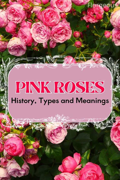 Pink Roses Modern Gardens, Queen Of Sweden, Rose Nursery, Smelling Flowers, Most Popular Flowers, Perennial Shrubs, Flower Meanings, Different Shades Of Pink, Planting Roses