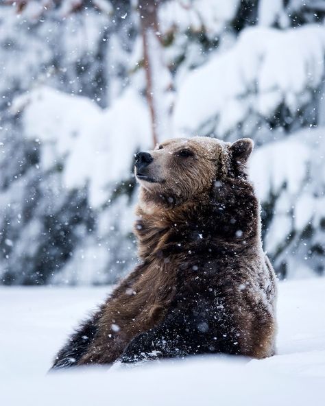 Grizzly Bear Aesthetic, Bear Hibernation, Winter Hibernation, Grizzly Bears, Snow Photography, Fun Wallpaper, Winter Bear, Old Glory, Grizzly Bear