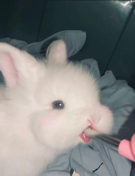 Bunny Tongue, Lop Bunnies, Cute Bunny Pictures, Cute Small Animals, Bunny Pictures, Pet Bunny, Super Cute Animals, Pretty Animals