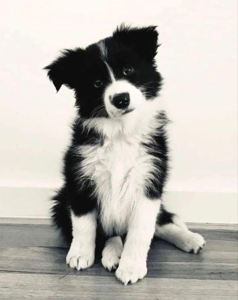 Blue Border Collie, Red Merle Border Collie, Best Farm Dogs, White Border Collie, Border Collie Puppies, Farm Dogs, Collie Puppies, Black And White Dog, Border Collie Dog