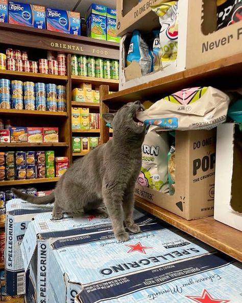 Bodega Cat, Soft Kitty Warm Kitty, Beer Box, Funny Looking Cats, Fierce Animals, Animal Cute, Cat Person, Book Projects, Cute Creatures