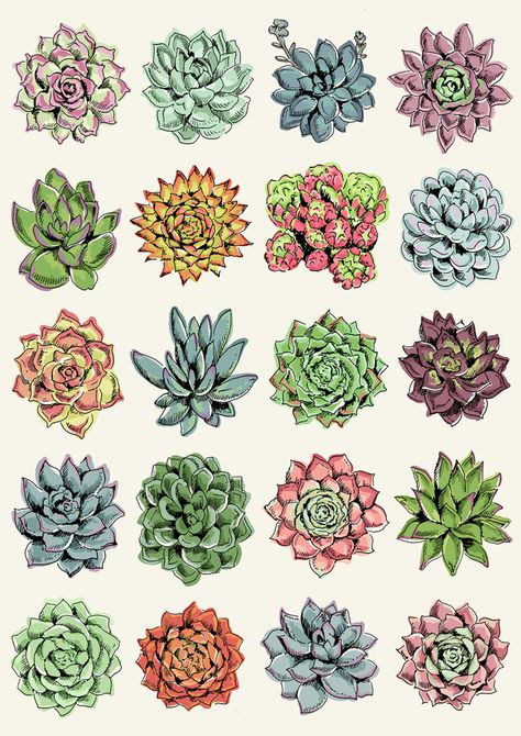 Plants Aesthetic Sticker, Suculentas Tattoo, Succulents Tattoo, Succulent Drawings, Succulent Tattoo, Succulents Drawing, Portfolio Illustration, Plants Aesthetic, Cactus Drawing