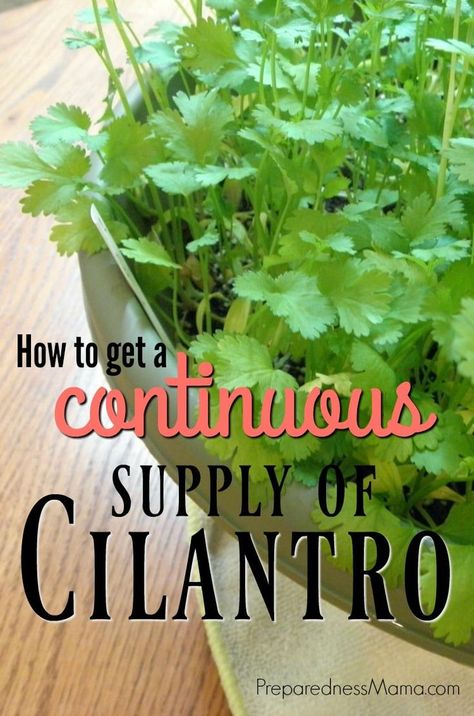 Cilantro From Seed, Landscape Shrubs, Affordable Landscaping, Growing Cilantro, Indoor Vegetables, Indoor Vegetable Gardening, Organic Vegetable Garden, Indoor Herb Garden, Herbs Indoors