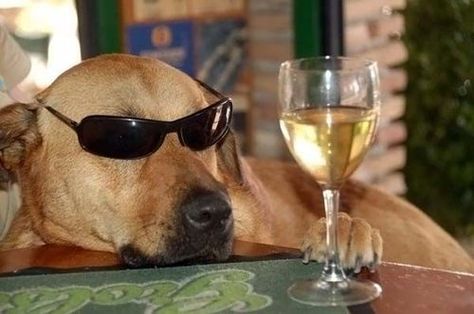 Finally, vacation. Dog Wearing Sunglasses, Cat Garden, A Glass Of Wine, Wearing Sunglasses, Glass Of Wine, Funny Animal Pictures, Funny Animal Videos, I Love Dogs, Dog Pictures