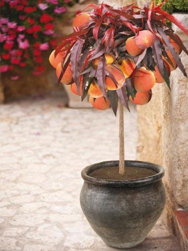 Size: 1-2 ft. Porch Container Plants, Patio Peach Tree, Trees Nursery, Patio Fruit Trees, Bee Friendly Garden, Growing Trees, Peach Tree, Patio Pots, Tree Nursery