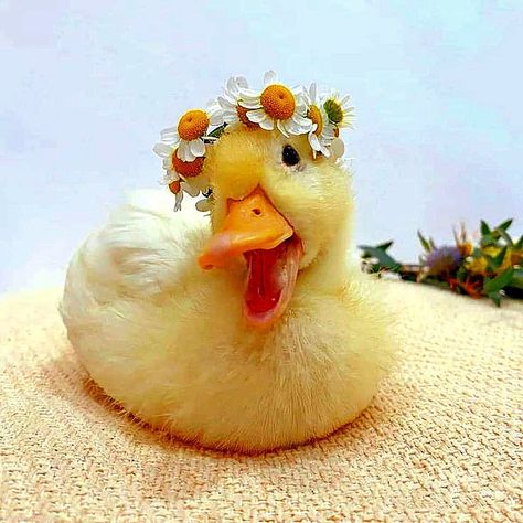 Ducks With Flower Hats, Duck With Flower Hat, Duck With Crown, Sophia Aesthetic, Quack Quack, Flower Hat, A Duck, Horse Barns, Flower Hats