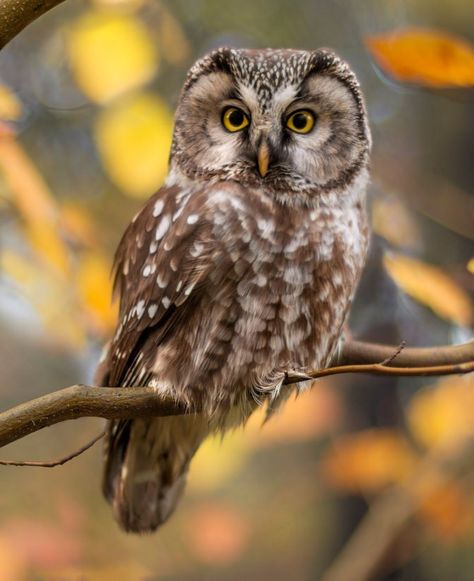 Boreal Owl in Autumn Leaves - A boreal owl camouflaged among autumn leaves. #BorealOwl #Autumn Flammulated Owl, Colorado Birds, Boreal Owl, Autumn Owl, Autumn Things, Owl Face, Autumn Animals, Nocturnal Birds, Bird Beaks