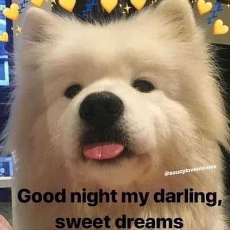 Cute Memes For Her Flirty, Good Night Wholesome, Goodnight Wholesome, Goodnight Cute Images, Goodnight Meme, Cute Goodnight, Good Night Love You, Wholesome Pictures, Cute Text Quotes