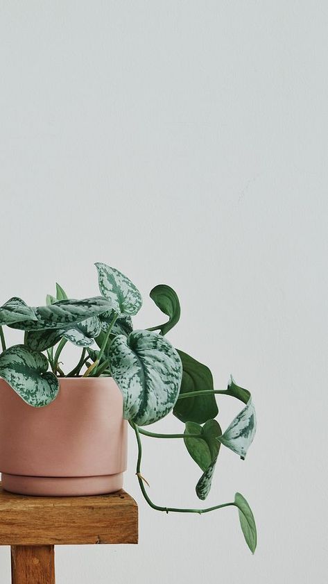 Green houseplant, minimal mobile wallpaper  | premium image by rawpixel.com / Roungroat Indoor Plants Aesthetic Minimal, Plants Photography Aesthetic, Wallpaper Cute Minimalist, Houseplant Photography, Indoor Plants Aesthetic, Money Plant Decor, Pinterest Plant, Minimalist Iphone Wallpaper, Cute Wallpaper Iphone