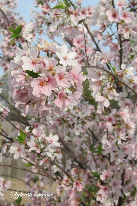 Cherry Blossom Tree In Garden, Yoshino Cherry Tree, Flowering Pear Tree, Nordic Garden, Spring Flowering Trees, Cherry Plant, Ornamental Cherry, Tree Buds, Flowering Cherry Tree