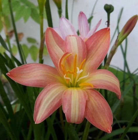 💟 🦜️ 💟 Sunnaa.Love 💟 🦜️ 💟 🌼 🌻 🍀...Semi-Double-Flowered...🍀 🌻 🌼 6-12 Petals & Fresh & Healthy Bulbs. 🌺 🌷 Rain Lily Bulb 🍁 Zephyranthes 🌷 🌺   🌺 " Spring " 🌺 🦋 🍭 🌱 🐝 Flowering Size 🐝 🌱 🍭 🦋 6-12 Petals & Fresh & Healthy Bulbs. 🌼 🐞 🍀...Semi-Double-Flowered...🍀 🐞 🌼 🌼 Zephyranthes 🌼  /ˌzɛfᵻˈrænθiːz/   is a Genus of Temperate  and tropical plants in the Amaryllis Family, native to the Western Hemisphere  and widely cultivated as ornamentals.  🍀There are over 70 recogn Tropic Flowers, Aesthetic Lily Flower, Butterfly Ginger Lily, Fairycore Wallpaper, Pink Lily Flower Aesthetic, Orange Lily Flower Aesthetic, Pink Rain Lily Flower, Rain Lily, Lily Bulbs