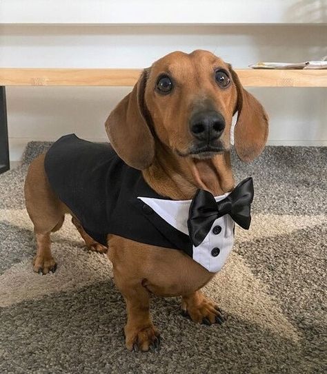 Dachshund Ring Bearer, Dachshund Wedding Ideas, Dachshund Wedding, Dog Wedding Outfits, Dachshund Clothes, Dog Tuxedo, Dog Suit, Tuxedo Wedding, Dachshund Love