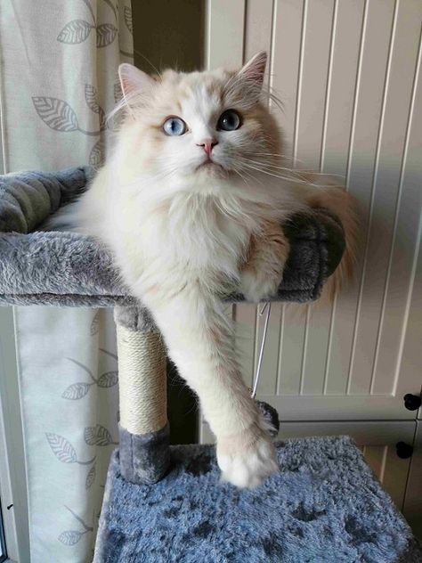 Raggamuffin Cat, Ragamuffin Kittens, Cute Fluffy Kittens, Ragamuffin Cat, Domestic Cat Breeds, Fierce Animals, Ragamuffin, Ppg And Rrb, Reference Pics