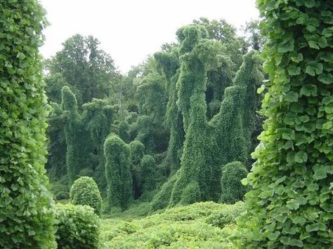 Kudzu vine, grows everywhere. A nuisance, but sometimes surreal and beautiful. Charm Aesthetic, Place Photography, Ruins Architecture, Ruined City, Temple Ruins, Tree People, Invasive Plants, Castle Ruins, Southern Gothic