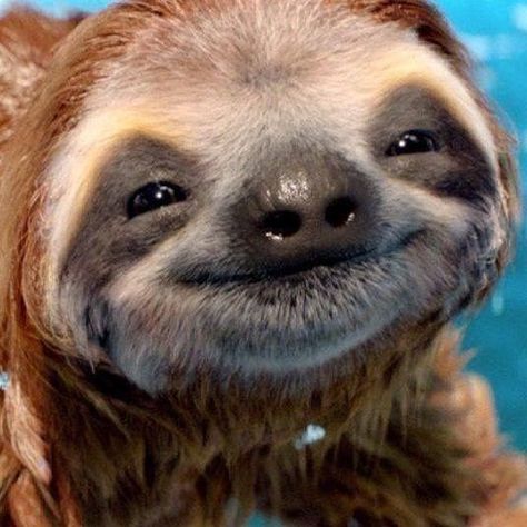 15 Adorable Sloths Here To Remind You To Slow Down And Enjoy Life - I Can Has Cheezburger? Smiling Animals, Regnul Animal, A Sloth, Drawing Eyes, Baby Sloth, Baby Animals Pictures, Cute Sloth, Baby Animals Funny, Silly Animals