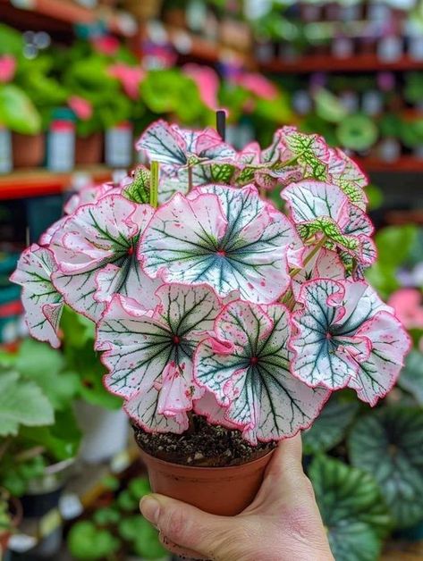 Pink mixed with other colors is really beautiful.😘 Beautiful Houseplants, Pretty Flowers Pictures, Indoor Flowering Plants, Plant Photography, Unusual Flowers, Colorful Plants, House Plants Decor, Rare Flowers, House Plant Care