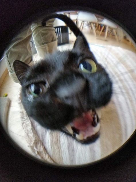 Fish Eye, Silly Cats Pictures, A Black Cat, Cat Icon, Silly Animals, Cat Person, Silly Cats, Funny Animal Pictures, Pretty Cats