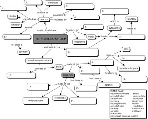 Nervous System Concept Map Nervous System Concept Map, Evolution Concept Map, Nervous System Worksheet, Biology Corner, Teaching Cells, Concept Mapping, Nervous System Anatomy, Biology Worksheet, Human Body Unit