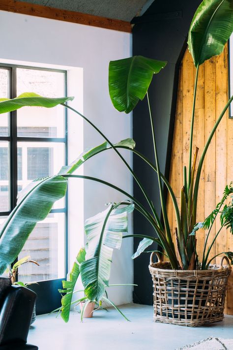 Bird Of Paradise Plant Care, Large Houseplants, Birds Of Paradise Plant, Tall Indoor Plants, Indoor Oasis, Bird Of Paradise Plant, Paradise Plant, Living Room Plants, Palm Plant