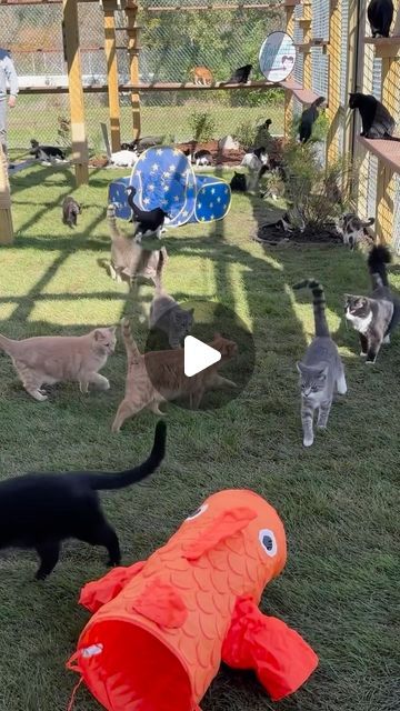 Furball Farm Cat Sanctuary on Instagram: "Too cute so we had to share again! What a fantastic addition to our sanctuary!☀️🐾💙 #playground #love #fun #loveit #amazing #furballfarm #catio #catlovers #cats_of_world #furballfarmcatsanctuary" Cat Playground Diy, Farm Cat, Cat Playground Outdoor, Cat Farm, My Dreams Come True, Outdoor Cat Enclosure, John Oates, Cat Sanctuary, Daryl Hall