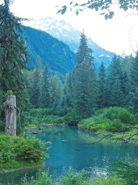 Fishing Salmon, Allegheny National Forest, Shawnee National Forest, Olympic National Forest, Diablo Lake, Tongass National Forest, Alaska Fishing, Zhangjiajie, Pisgah National Forest