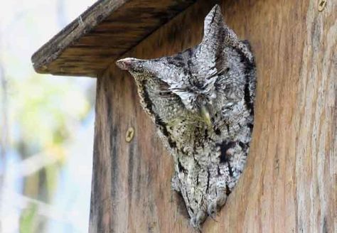 How to Build an Owl Nesting Box Owl Nesting Boxes How To Build, Owl Boxes Plans How To Build, Owl Houses Diy How To Build, Owl Box Diy, Diy Owl House, Owl House Diy, Owl Boxes, Owl Birdhouse, Owl Habitat