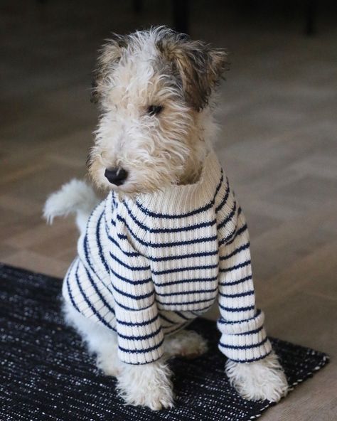 Fox Terrier in a Foxy Winter's Sweater - styling! ;) I #fortheloveofdog Fox Terrier Puppy, Wire Haired Terrier, Wirehaired Fox Terrier, Lakeland Terrier, Fox Terriers, Wire Fox Terrier, Fox Terrier, Funny Happy, November 13