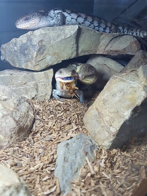 Bae the blue tongue skink enjoying some egg that Tiny is glad to help with the leftovers on her chin Skink Lizard Habitats, Blue Tongue Lizard Enclosure, Diy Blue Tongue Skink Enclosure, Blue Tounged Skink Enclosure, Blue Tounged Skink, Blue Tongue Skink Enclosure, Skink Enclosure, Lizard Habitat, Big Lizard